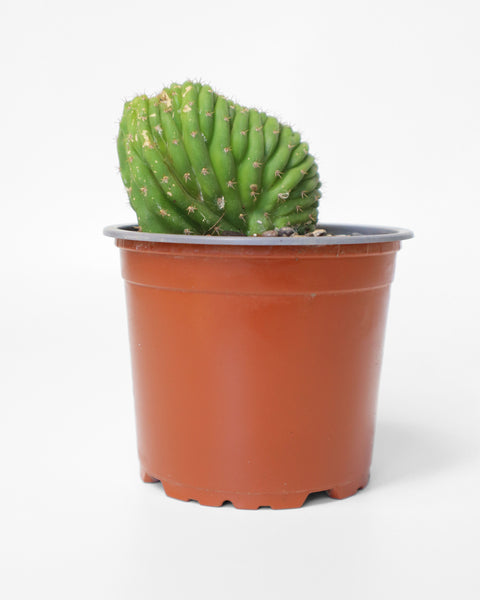 Cactus de colección, especial para tu jardín de bajo consumo de agua.
