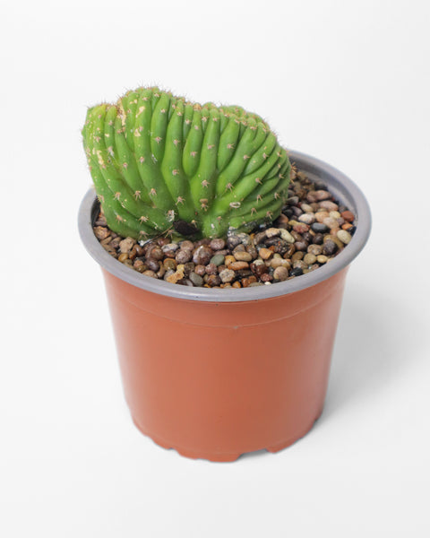 Cactus de colección, especial para tu jardín de bajo consumo de agua.