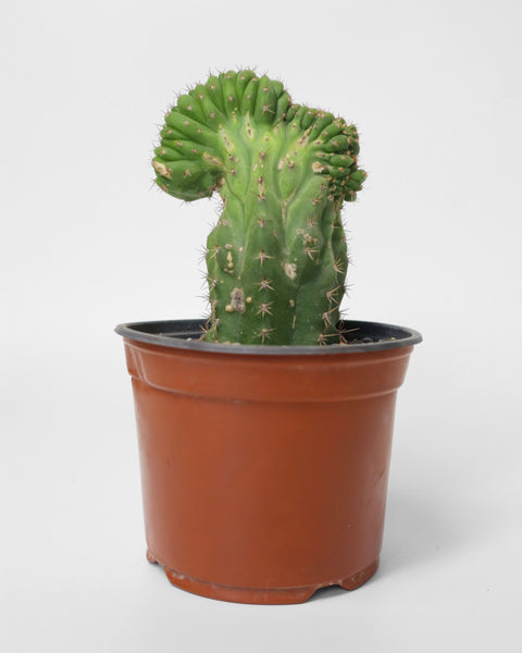 Cactus de colección, especial para tu jardín de bajo consumo de agua.