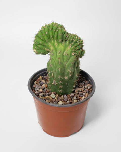 Cactus de colección, especial para tu jardín de bajo consumo de agua.