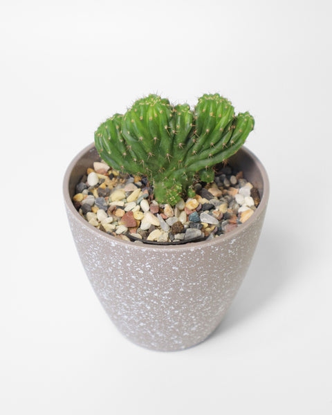 Cactus de colección, especial para tu jardín de bajo consumo de agua.