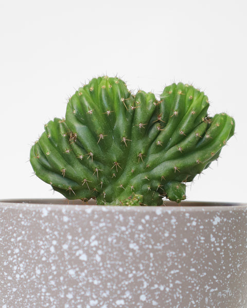 Cactus Cerebro Pequeño