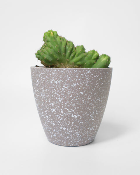 Cactus de colección, especial para tu jardín de bajo consumo de agua.