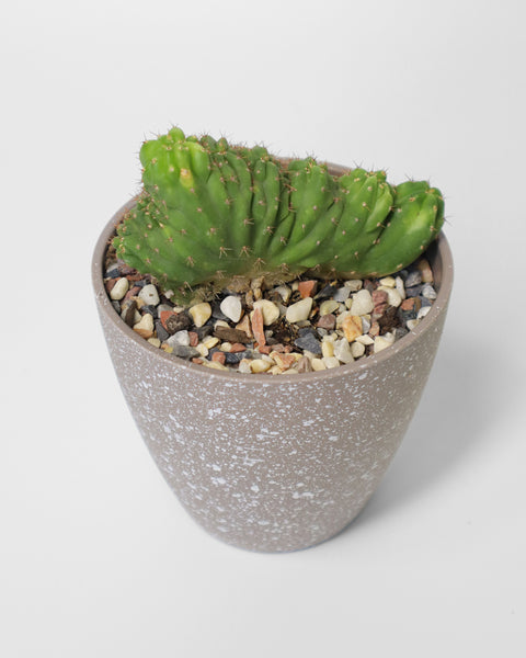 Cactus de colección, especial para tu jardín de bajo consumo de agua.