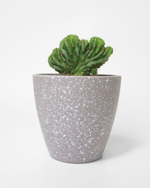 Cactus de colección, especial para tu jardín de bajo consumo de agua.