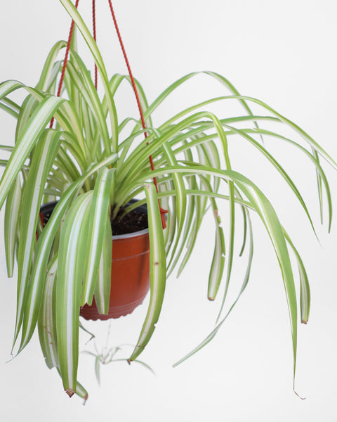 planta de interior