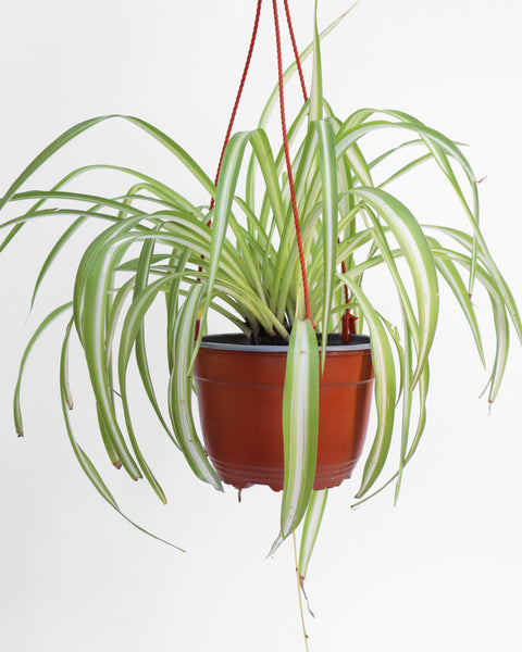 planta de interior
