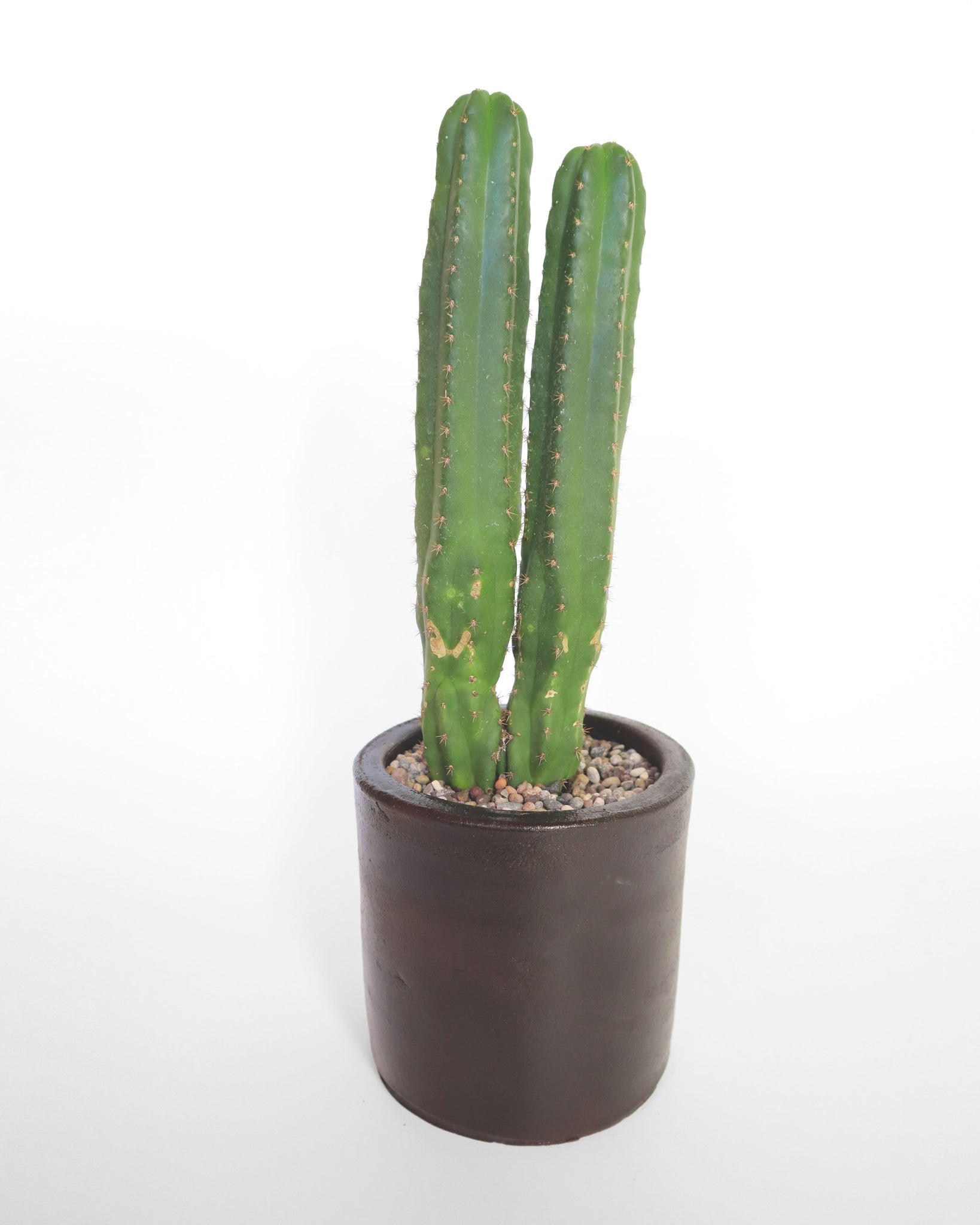 Cactus de colección, especial para tu jardín de bajo consumo de agua.
