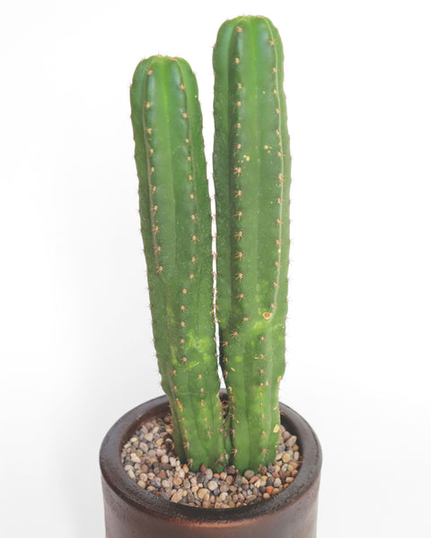 Cactus de colección, especial para tu jardín de bajo consumo de agua.