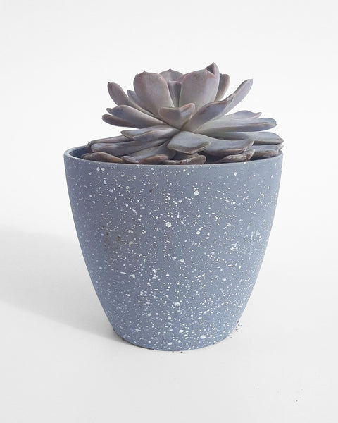 Suculenta para decorar tu casa, jardín u oficina.