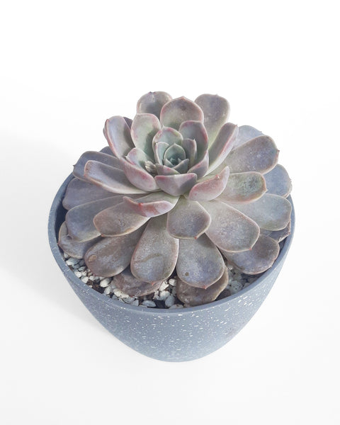 Suculenta para decorar tu casa, jardín u oficina.