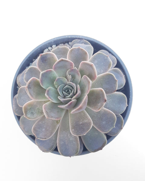 Suculenta para decorar tu casa, jardín u oficina.