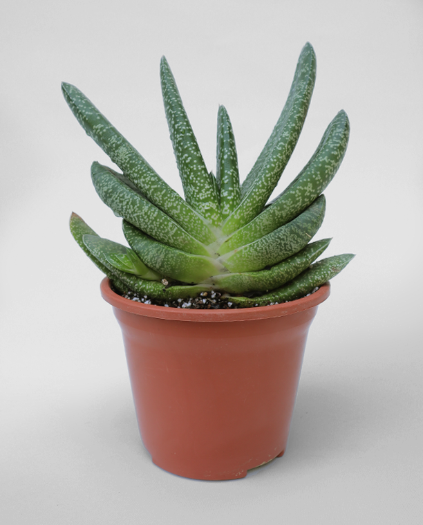 Suculenta Gasteria