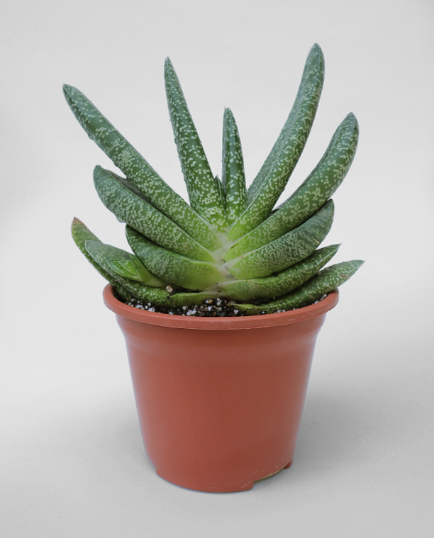 Gasteria - Cactus