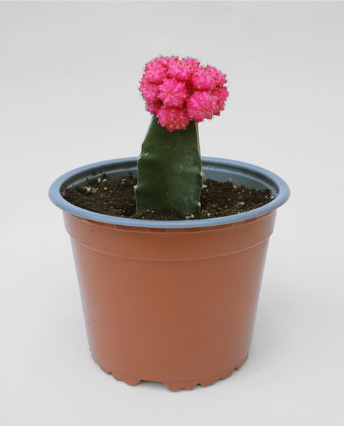 Injerto M - Cactus
