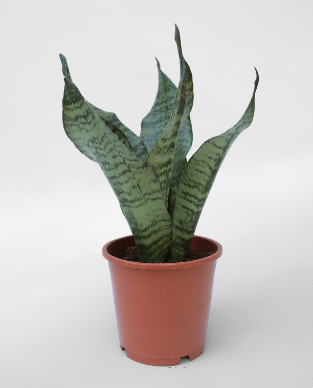 Sansevieria